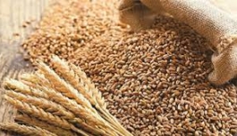 Arpa ve Buğday Fiyatları Belirlendi!