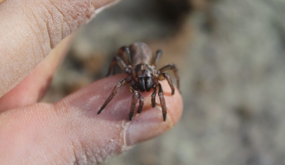 Kıbrıs’a Özgü Yeni Bir Örümcek Türüne Kıbrıslı Biyolog Göçmen’in Adına Atfen “Lachesana Bayramgocmeni” İsmi Verildi