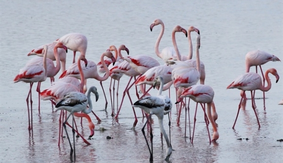 Kıbrıs'ın güzel konukları: Flamingolar...