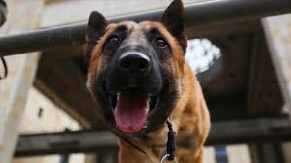 Tayland'ta dedektör köpekler göreve başladı