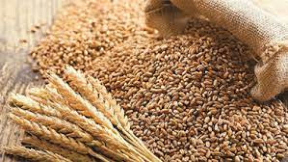 Tarım ve Doğal Kaynaklar Bakanlığı Müsteşarı Emirali Deveci, 4-5 ay Yetecek Buğday Var Endişeye Gerek Yok