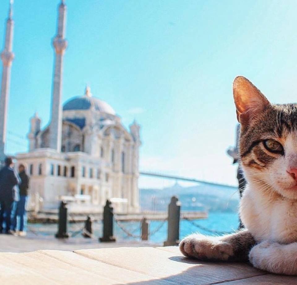 Türkiye'de 7 farklı kedi türü var