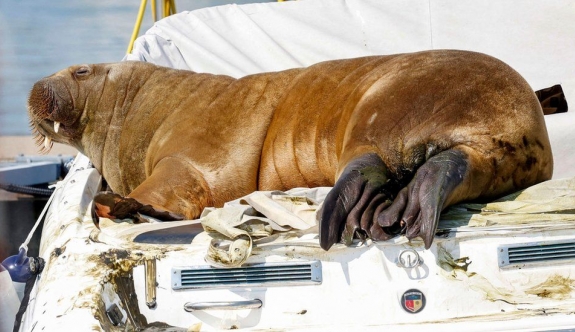 Norveç'ön en ünlü deniz aygırı öldürüldü!