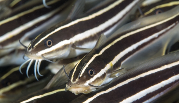 Kıbrıs sularında zehirli "Çizgili Yılan Kedi Balığı" görüldü