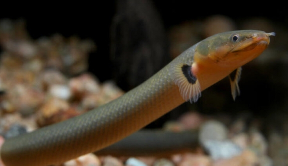 Bilim insanları, yılan balıklarının gizemli yolculuğunu Sargasso Denizi'ne kadar izledi