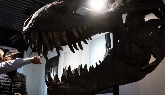 İsviçre'de açık artırmaya çıkarılan T-Rex cinsi dinozor iskeleti 6,2 milyon dolara satıldı