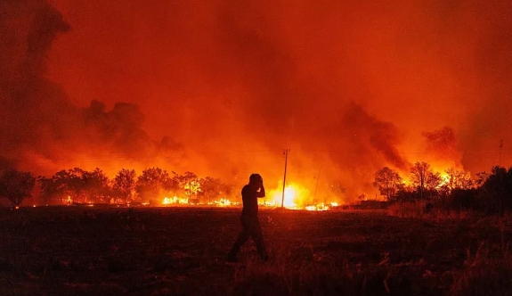 Yunanistan'daki yangınlar ormandaki canlıları yok ederken kurtulanları da yuvasız bıraktı
