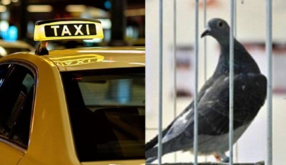 Tokyo'da "öfkelenen" taksi şoförü, güvercini kasten ezip öldürmekten tutuklandı