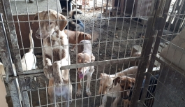 70 Köpeğin, Delme Çatma Bir Alan İçerisinde Verdiği Yaşam Mücadelesi Gözler Önüne Serildi