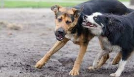 Yeşilköy Köyünde, Başıboş Köpekler İnekleri Parçaladı