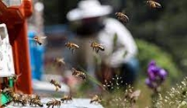 Avustralya'da Parazit Riski Sebebiyle Bal Arıları Karantinaya Alındı