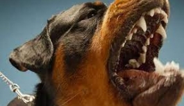 Başıboş Köpekler Hamitköy’de Dün Gece Katliam Yaptı