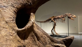 Fransa'da 150 milyon yıllık dinozor iskeleti açık artırmayla satılacak